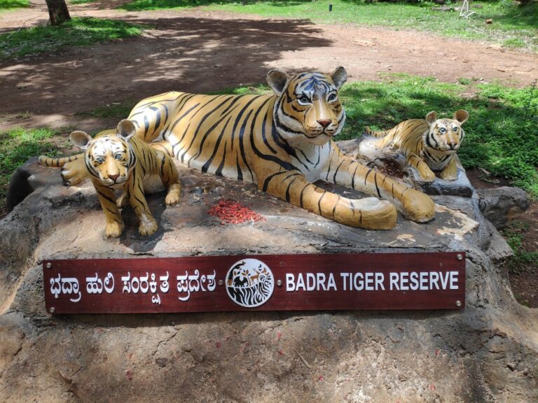 Bhadra wildlife sanctuary Chikkamagaluru, Muthodi safari ( Resorts, Entry fees, Timings, Photos )